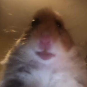 Meet your Posher, Devin